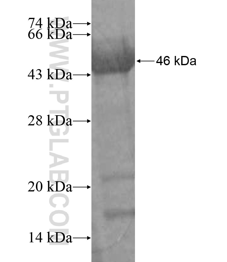 HOOK2 fusion protein Ag17417 SDS-PAGE