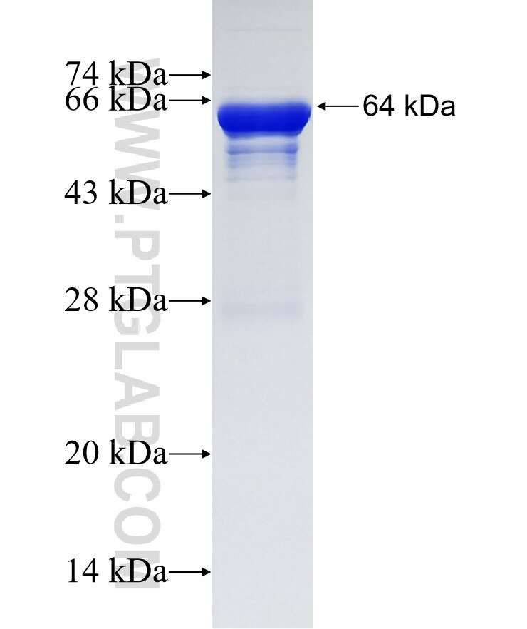 HOOK2 fusion protein Ag3124 SDS-PAGE