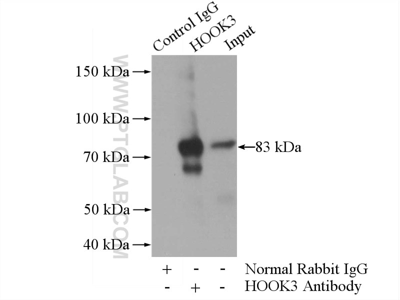 Immunoprecipitation (IP) experiment of mouse kidney tissue using HOOK3 Polyclonal antibody (15457-1-AP)