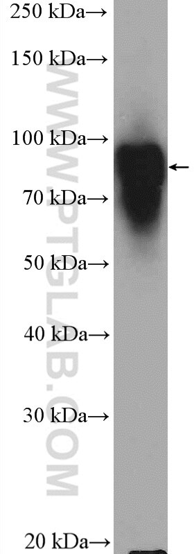 Western Blot (WB) analysis of rat liver tissue using HOOK3 Polyclonal antibody (15457-1-AP)