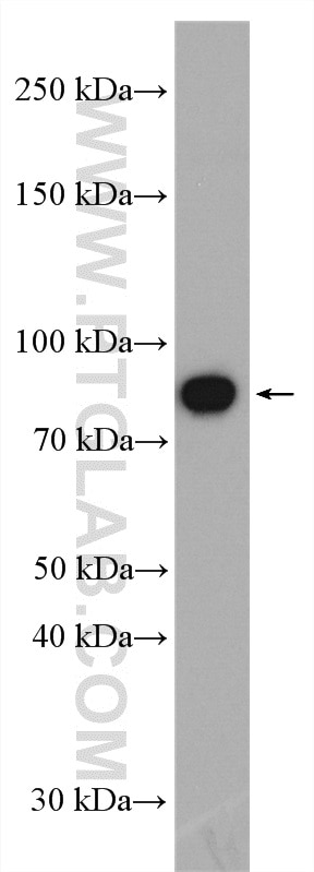 Western Blot (WB) analysis of mouse heart tissue using HOOK3 Polyclonal antibody (15457-1-AP)