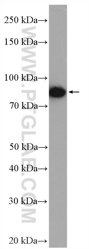 Western Blot (WB) analysis of rat liver tissue using HOOK3 Polyclonal antibody (15457-1-AP)