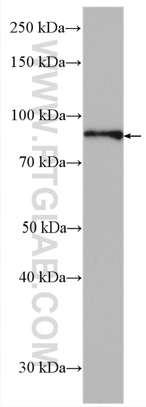 Western Blot (WB) analysis of mouse liver tissue using HOOK3 Polyclonal antibody (15457-1-AP)