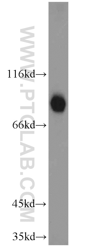 Western Blot (WB) analysis of HEK-293 cells using HOOK3 Polyclonal antibody (15457-1-AP)