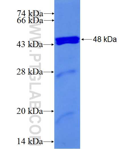 HOOK3 fusion protein Ag7724 SDS-PAGE