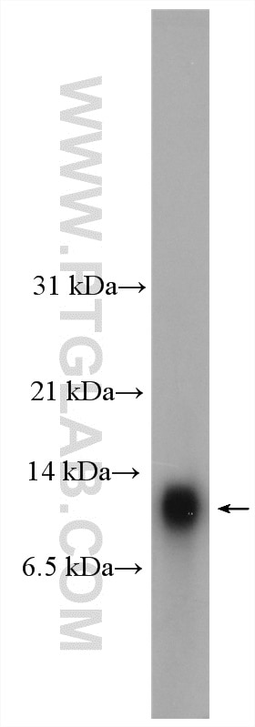 Western Blot (WB) analysis of mouse lung tissue using HOPX Polyclonal antibody (11419-1-AP)