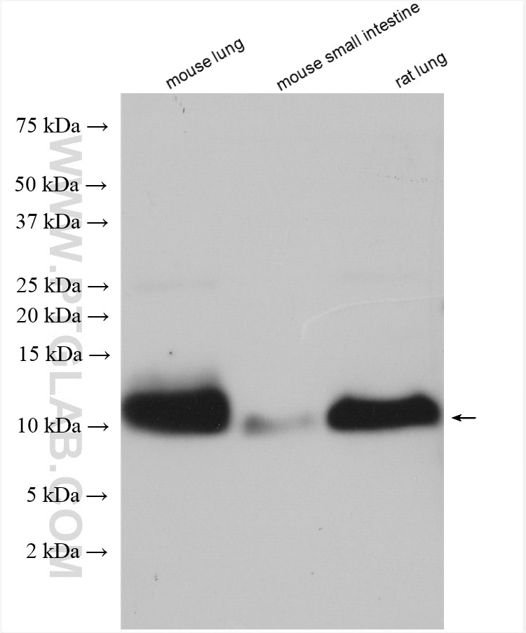 Western Blot (WB) analysis of various lysates using HOPX Polyclonal antibody (11419-1-AP)