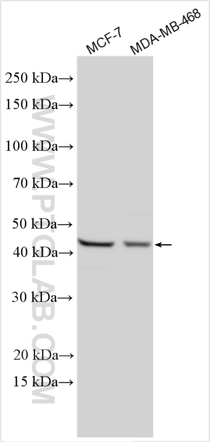Western Blot (WB) analysis of various lysates using HORMAD1 Polyclonal antibody (13917-1-AP)