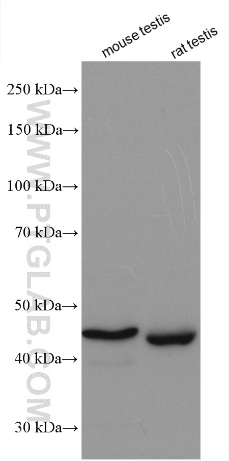 Western Blot (WB) analysis of various lysates using HORMAD1 Polyclonal antibody (28719-1-AP)