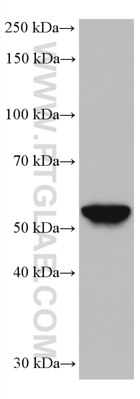 Western Blot (WB) analysis of human testis tissue using HORMAD1 Monoclonal antibody (67091-1-Ig)