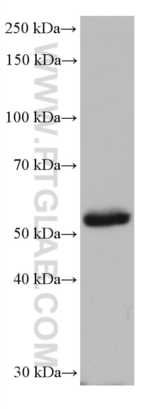 Western Blot (WB) analysis of mouse testis tissue using HORMAD1 Monoclonal antibody (67091-1-Ig)