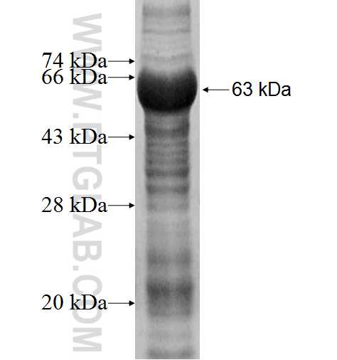HOXA1 fusion protein Ag4437 SDS-PAGE