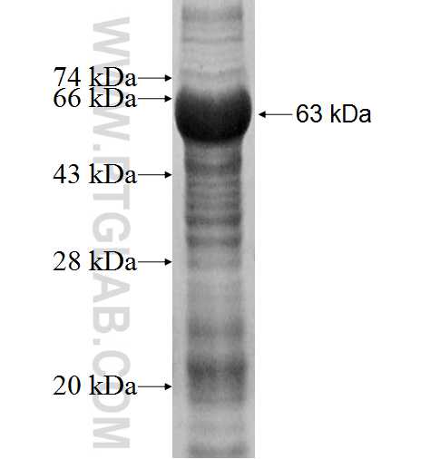 HOXA1 fusion protein Ag4437 SDS-PAGE