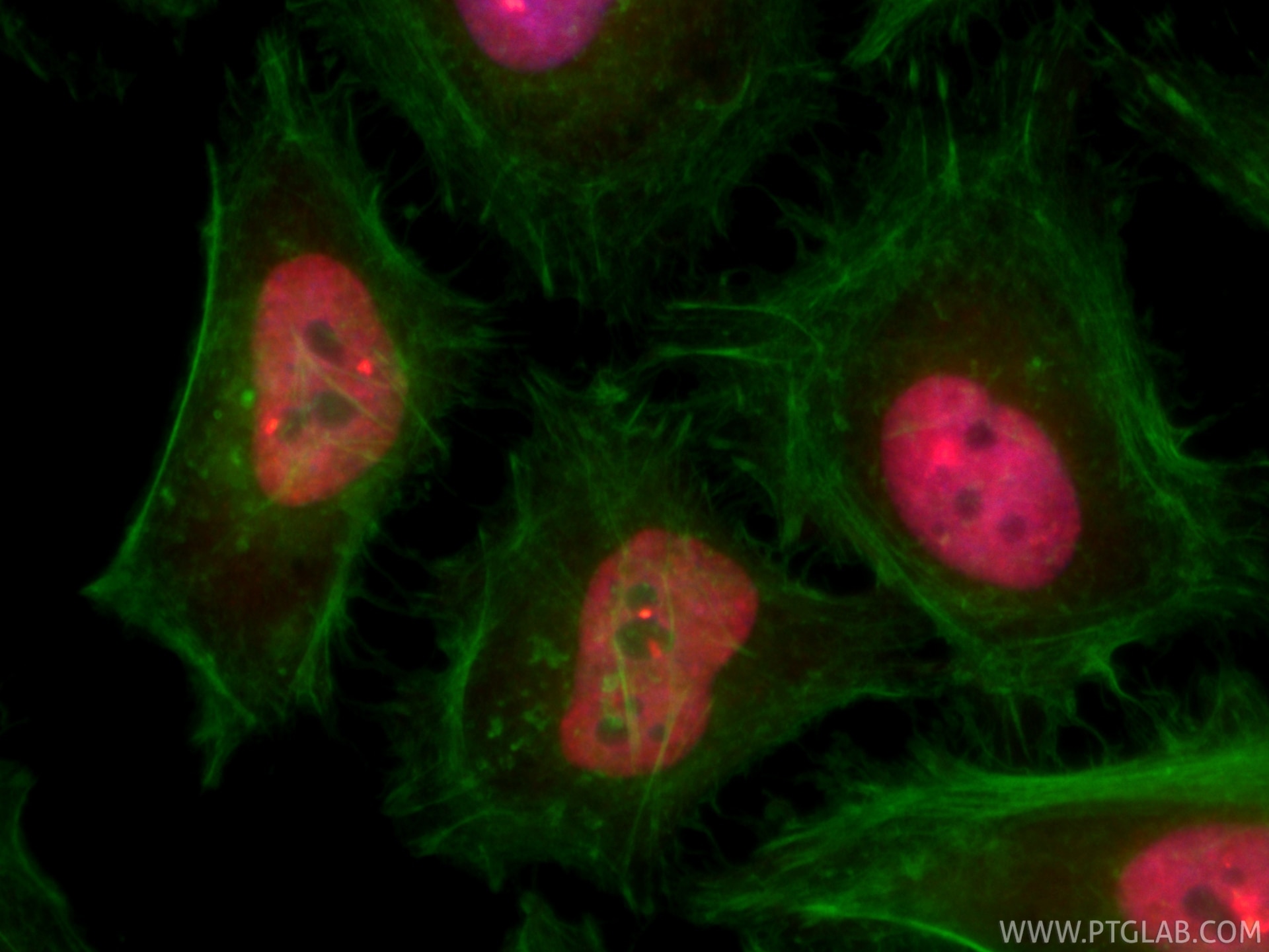 IF Staining of HeLa using CL594-85951-2 Immunofluorescence (IF) / fluorescent staining of HeLa cells using CoraLite®594-conjugated HOXA10 Recombinant monoclo (CL594-85951-2)