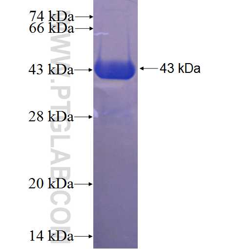 HOXA10 fusion protein Ag24156 SDS-PAGE