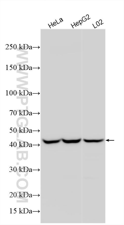 Western Blot (WB) analysis of various lysates using HOXA11 Polyclonal antibody (55495-1-AP)