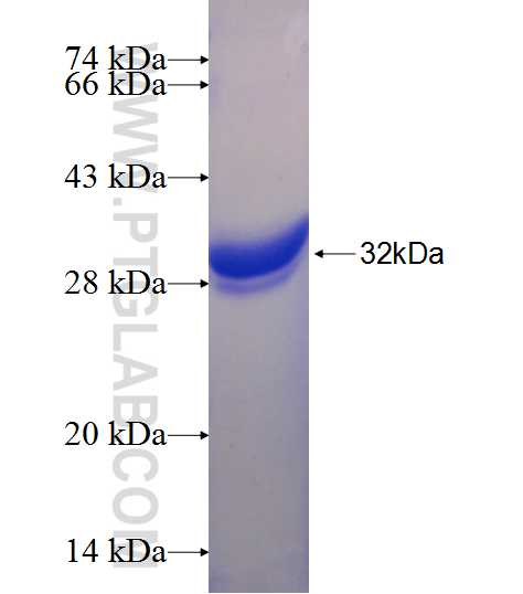 HOXA13 fusion protein Ag24238 SDS-PAGE