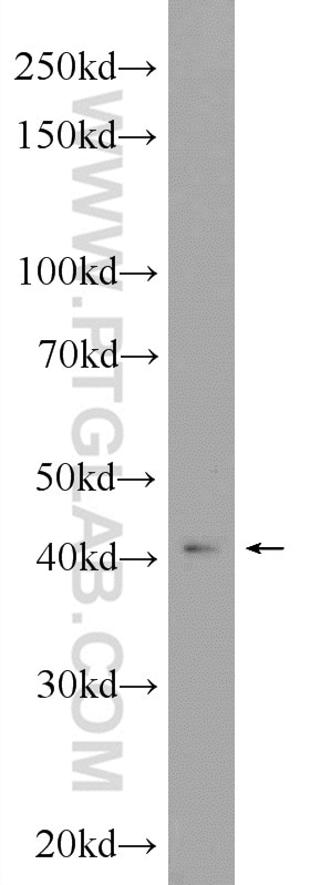 Western Blot (WB) analysis of C6 cells using HOXA2 Polyclonal antibody (25044-1-AP)