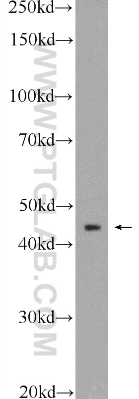 Western Blot (WB) analysis of HepG2 cells using HOXA2 Polyclonal antibody (25044-1-AP)