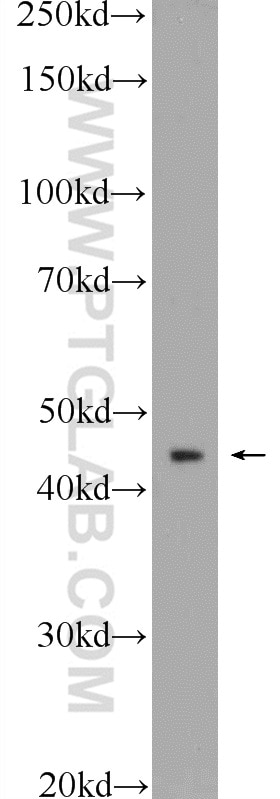 WB analysis of HepG2 using 25044-1-AP