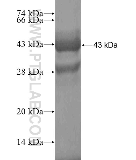 HOXA2 fusion protein Ag19224 SDS-PAGE