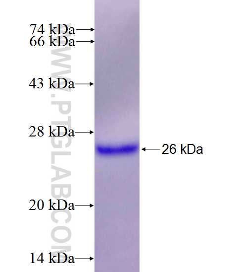 HOXA5 fusion protein Ag26488 SDS-PAGE