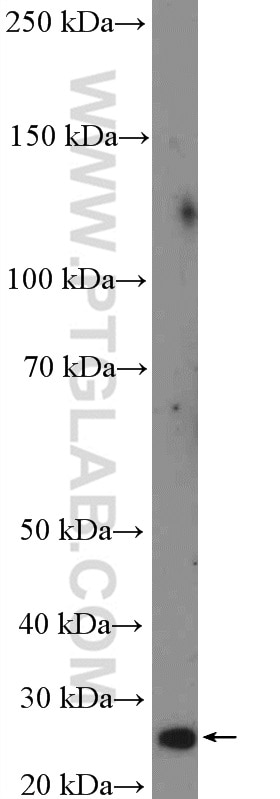 Western Blot (WB) analysis of mouse brain tissue using HOXA6 Polyclonal antibody (18210-1-AP)