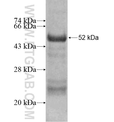 HOXA6 fusion protein Ag12875 SDS-PAGE