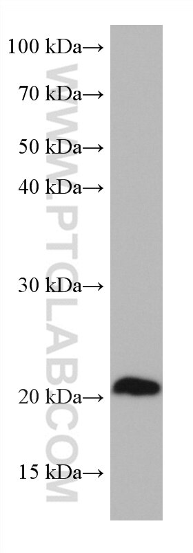 Western Blot (WB) analysis of HepG2 cells using HOXA7 Monoclonal antibody (67112-1-Ig)