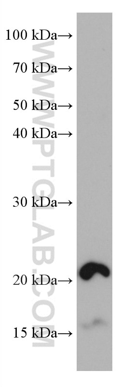 Western Blot (WB) analysis of HT-29 cells using HOXA7 Monoclonal antibody (67112-1-Ig)