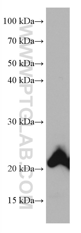 Western Blot (WB) analysis of HL-60 cells using HOXA7 Monoclonal antibody (67112-1-Ig)