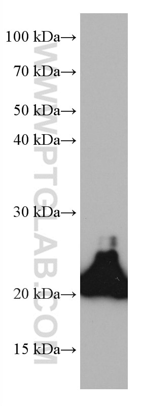 Western Blot (WB) analysis of K-562 cells using HOXA7 Monoclonal antibody (67112-1-Ig)