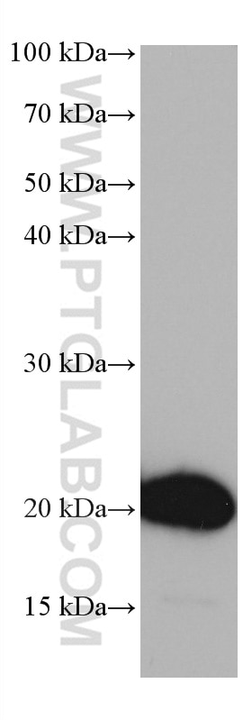 Western Blot (WB) analysis of THP-1 cells using HOXA7 Monoclonal antibody (67112-1-Ig)