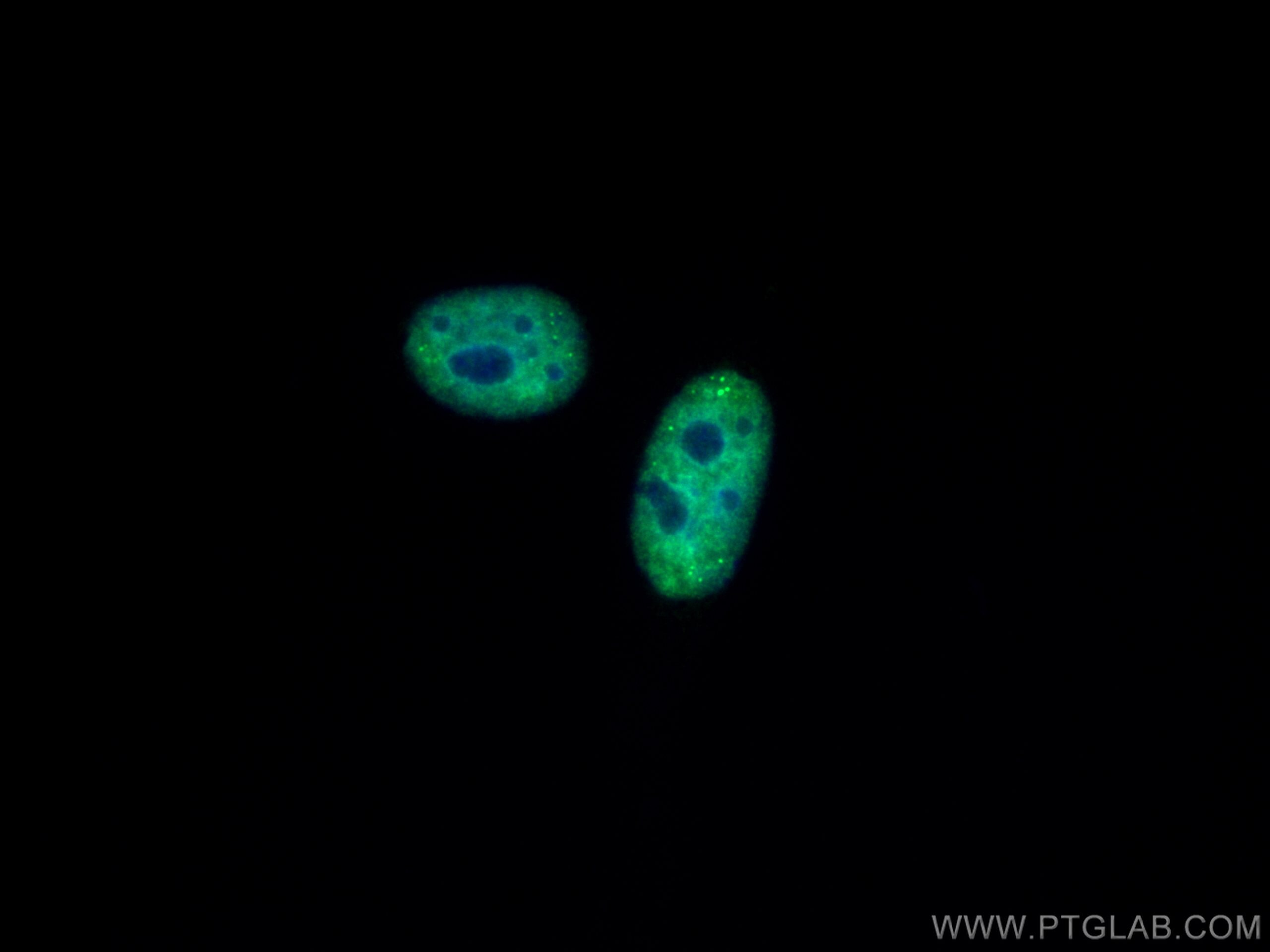 Immunofluorescence (IF) / fluorescent staining of HepG2 cells using CoraLite® Plus 488-conjugated HOXA7 Monoclonal ant (CL488-67112)