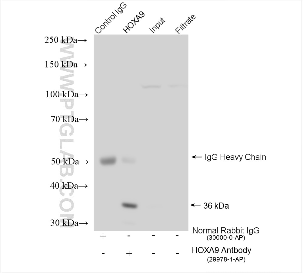 Immunoprecipitation (IP) experiment of HEK-293 cells using HOXA9 Polyclonal antibody (29978-1-AP)