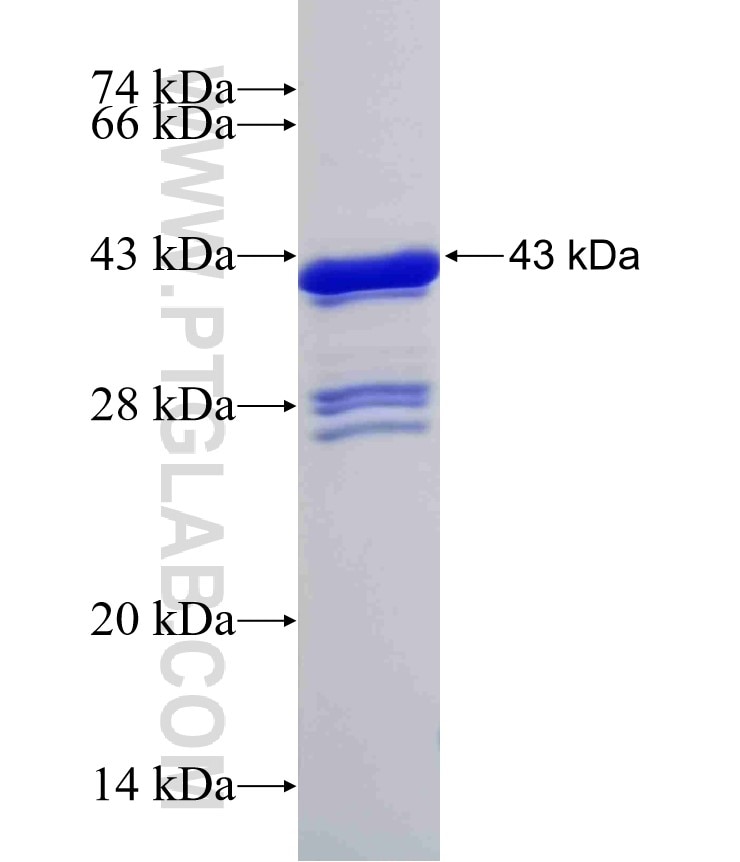 HOXA9 fusion protein Ag32309 SDS-PAGE