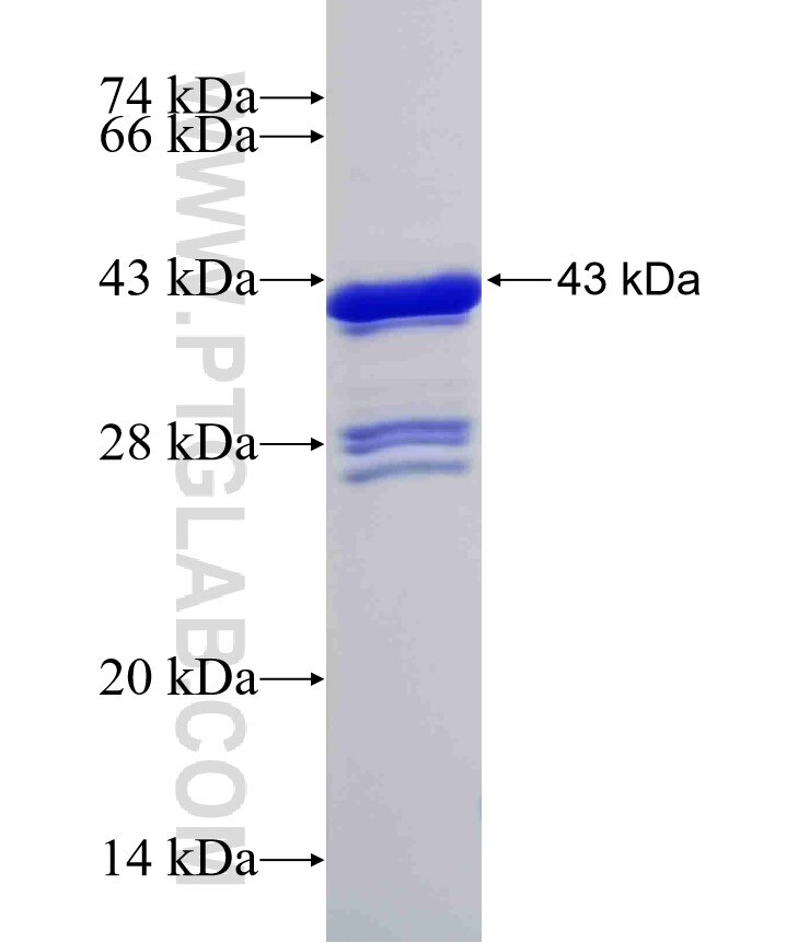 HOXA9 fusion protein Ag32309 SDS-PAGE