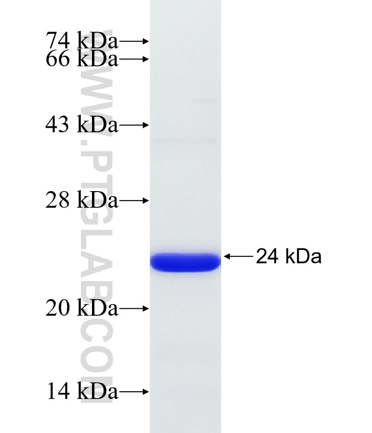 HOXA9 fusion protein Ag32326 SDS-PAGE