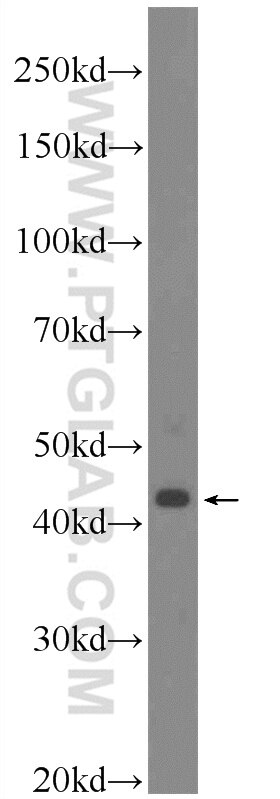 Western Blot (WB) analysis of NIH/3T3 cells using HOXB1 Polyclonal antibody (21653-1-AP)