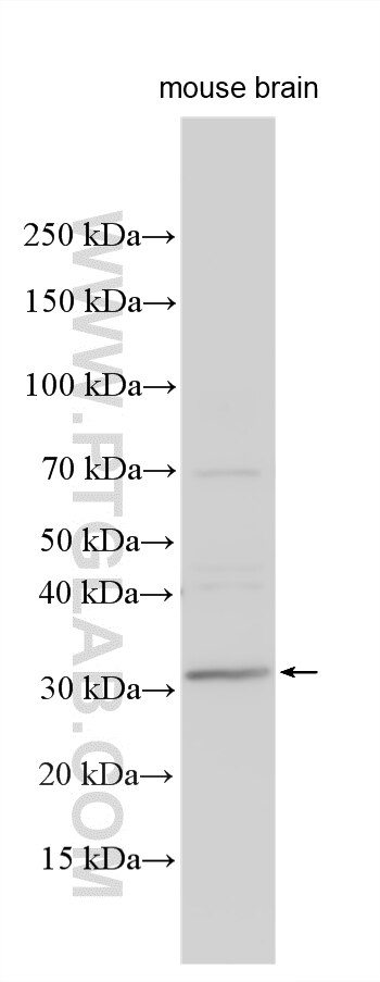 Western Blot (WB) analysis of various lysates using HOXB1 Polyclonal antibody (21653-1-AP)