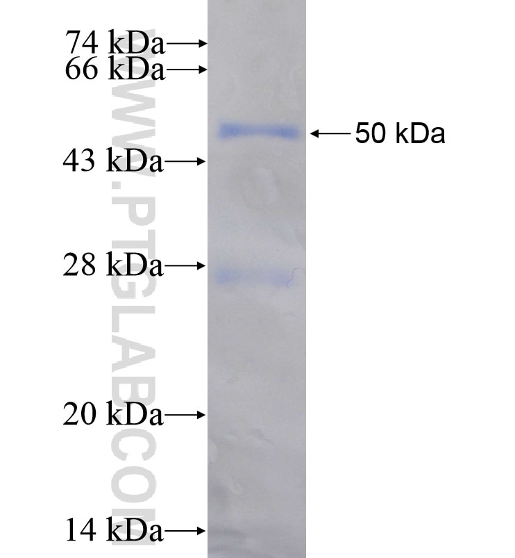 HOXB1 fusion protein Ag16366 SDS-PAGE