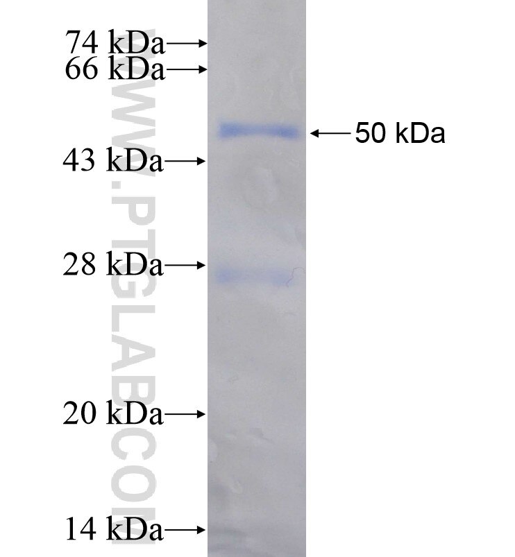 HOXB1 fusion protein Ag16366 SDS-PAGE