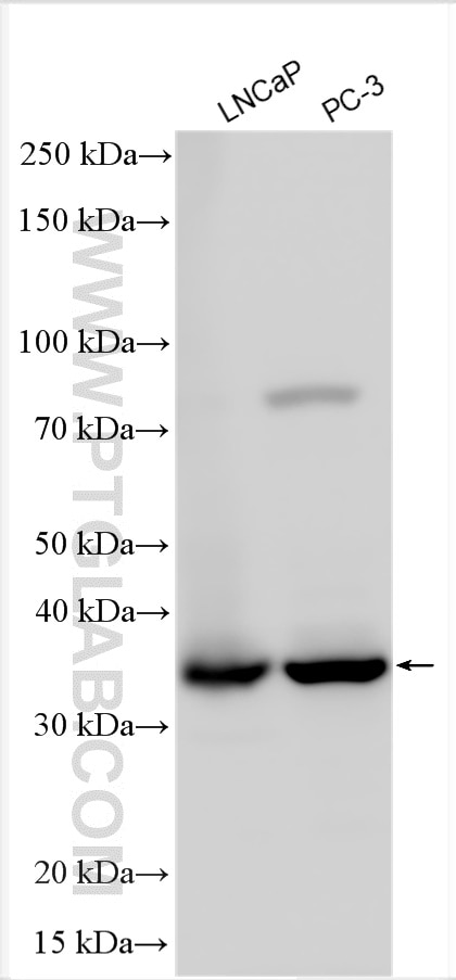 Western Blot (WB) analysis of various lysates using HOXB13 Polyclonal antibody (26384-1-AP)