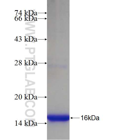 HOXB2 fusion protein Ag24290 SDS-PAGE