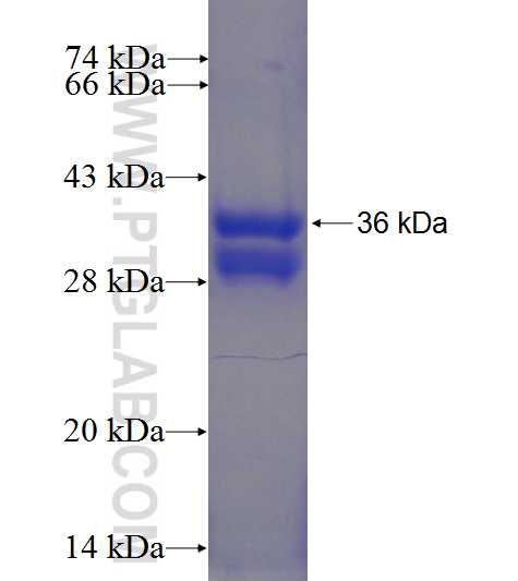 HOXB2 fusion protein Ag24298 SDS-PAGE