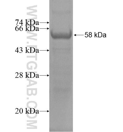 HOXB2 fusion protein Ag13634 SDS-PAGE