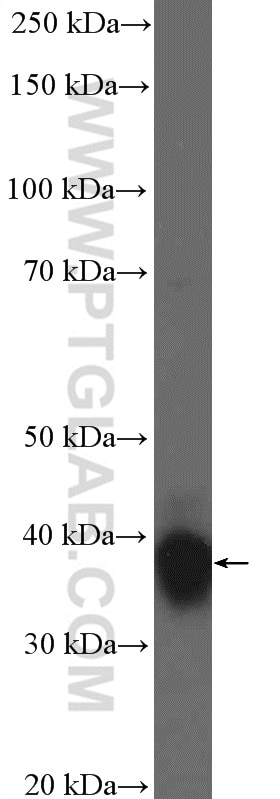 Western Blot (WB) analysis of Jurkat cells using HOXB4 Polyclonal antibody (22256-1-AP)