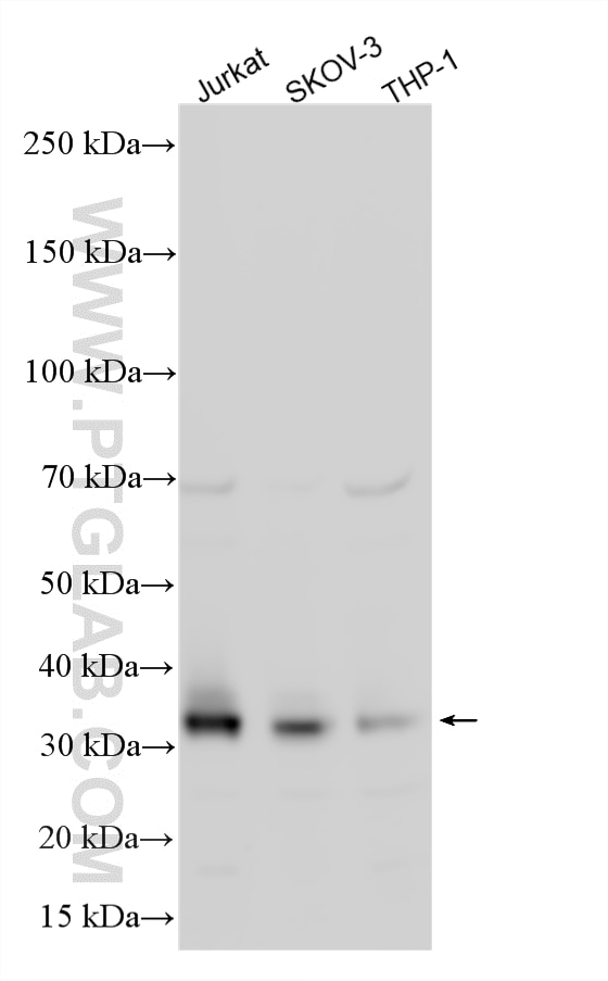 WB analysis using 22256-1-AP Western Blot (WB) analysis of various lysates using HOXB4 Polyclonal antibody (22256-1-AP)