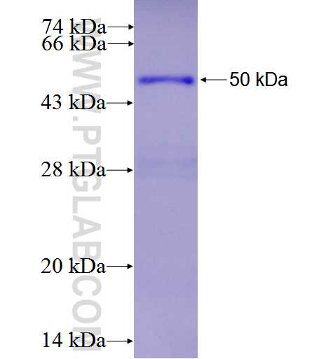 HOXB7 fusion protein Ag3245 SDS-PAGE