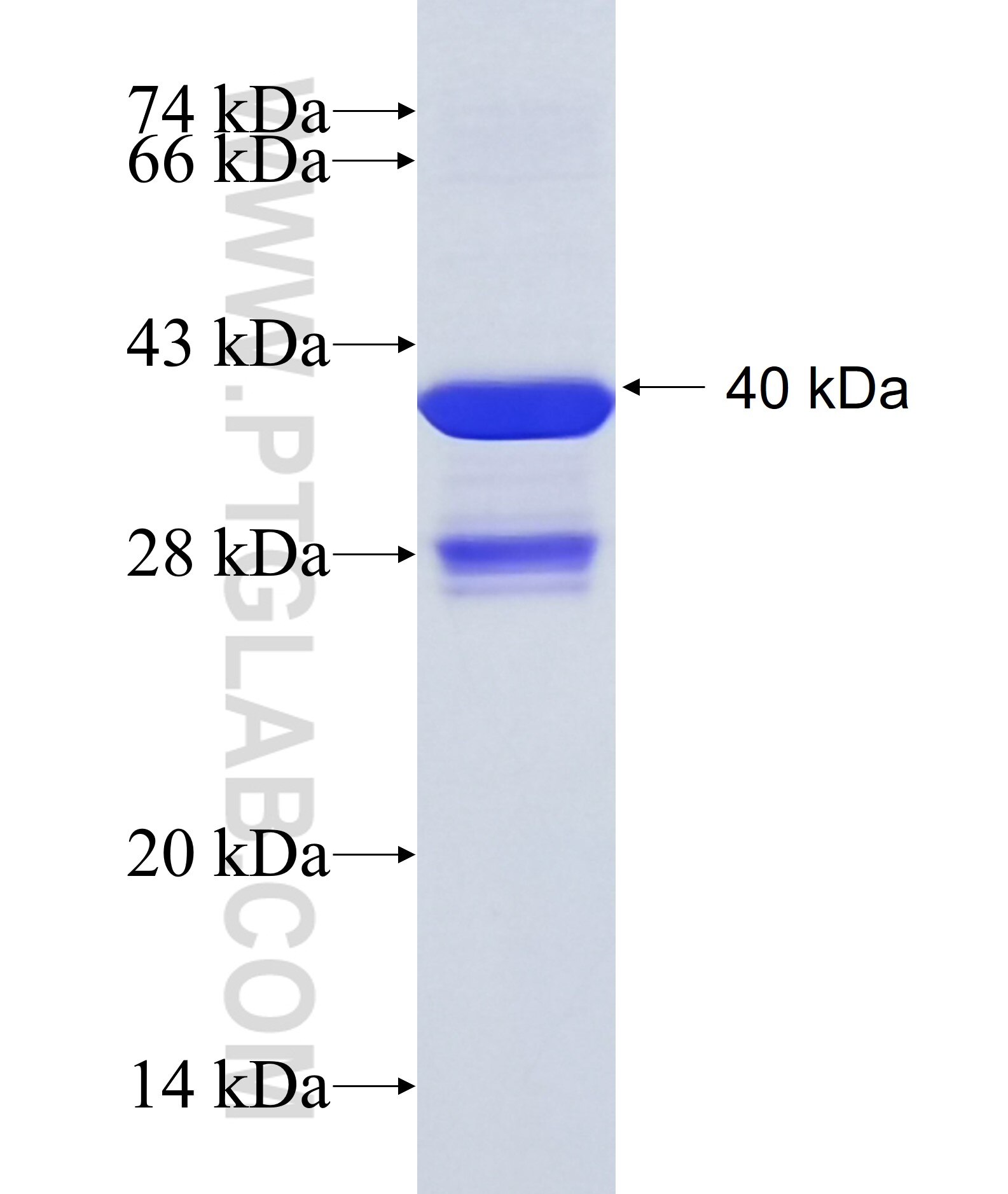 HOXB8 fusion protein Ag34946 SDS-PAGE